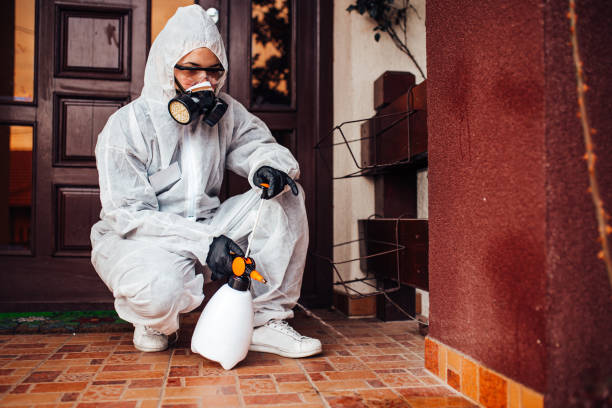 Reliable Wasp Removal contractor in Bridgeview, IL by Show Me Pest Control